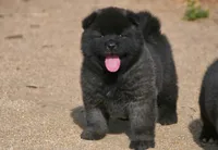 MOM0 HOLD, a male Akita for sale in Anza, CA – Photo 10 of 10