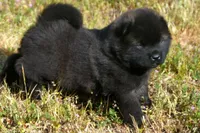 MOM0, a male Akita for sale in Anza, CA – Photo 5 of 10