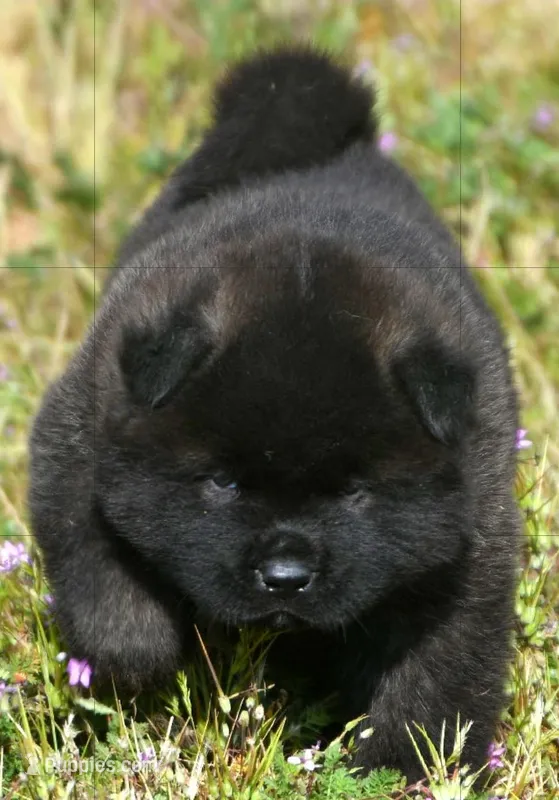 MOM0 – Akita puppy for sale in Anza, CA