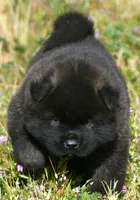MOM0, a male Akita for sale in Anza, CA – Photo 1 of 10