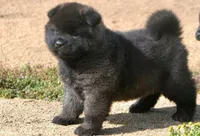 MOM0 HOLD, a male Akita for sale in Anza, CA – Photo 3 of 10