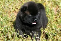 MOM0, a male Akita for sale in Anza, CA – Photo 10 of 10
