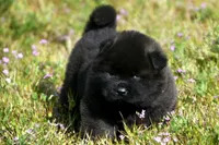 MOM0, a male Akita for sale in Anza, CA – Photo 9 of 10