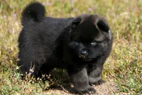 MOM0 HOLD, a male Akita for sale in Anza, CA – Photo 4 of 10