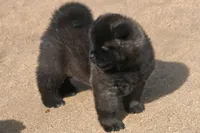 MOM0 HOLD, a male Akita for sale in Anza, CA – Photo 5 of 10