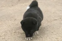 NTF2, a female Akita for sale in Anza, CA – 4 of 8