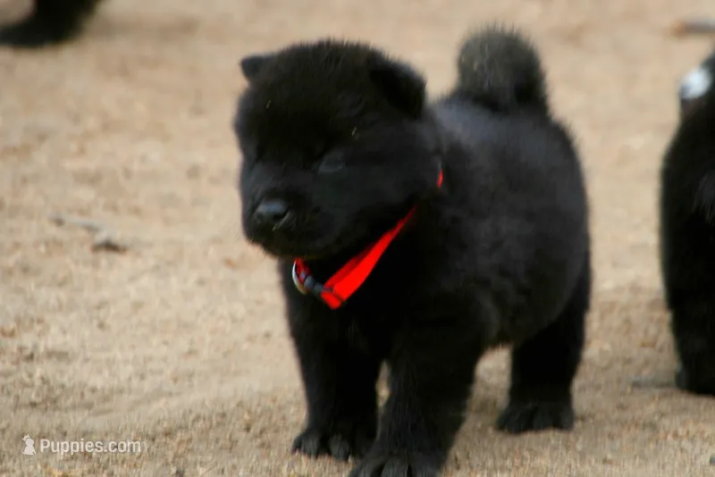 NTM0 SOLID JET BLACK – Akita puppy for sale in Anza, CA