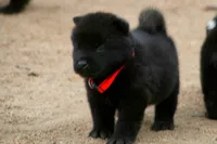 NTM0 SOLID JET BLACK, a male Akita for sale in Anza, CA – 1 of 5