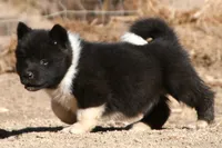 EOF1 HOLD, a female Akita for sale in Anza, CA – 4 of 10