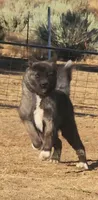 WMF2 , a female Akita for sale in Anza, CA – 2 of 8