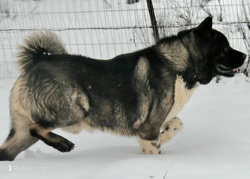 GLF1 – Akita puppy for sale in Anza, CA