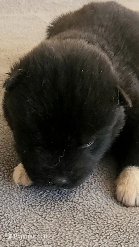 NTF4 – Akita puppy for sale in Anza, CA