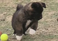 DMM1 HOLD HACHI JEFTE/HAZEL, a male Akita for sale in Anza, CA – 2 of 10
