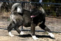 KMF2, a female Akita for sale in Anza, CA – Photo 10 of 10