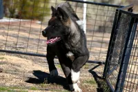 KMF2, a female Akita for sale in Anza, CA – Photo 9 of 10