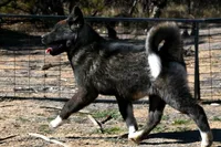 KMF2, a female Akita for sale in Anza, CA – Photo 3 of 10