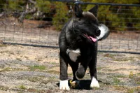 KMF2, a female Akita for sale in Anza, CA – Photo 5 of 10