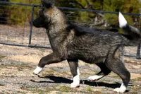 KMF2, a female Akita for sale in Anza, CA – Photo 6 of 10