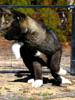 KMF2, a female Akita for sale in Anza, CA – Photo 1 of 10