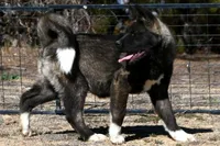 KMF2, a female Akita for sale in Anza, CA – Photo 8 of 10