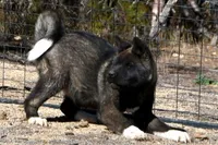 KMF2, a female Akita for sale in Anza, CA – Photo 7 of 10