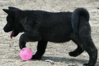 NTF1, a female Akita for sale in Anza, CA – 4 of 9