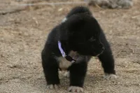 NTF4, a female Akita for sale in Anza, CA – 6 of 8