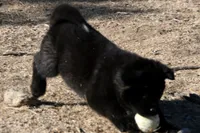 PKF1 , a female Akita for sale in Anza, CA – 9 of 10