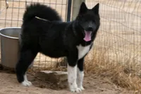WMF3, a female Akita for sale in Anza, CA – 4 of 10