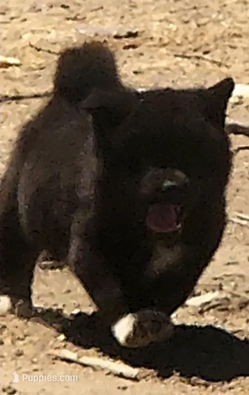 MKM1 – Akita puppy for sale in Anza, CA