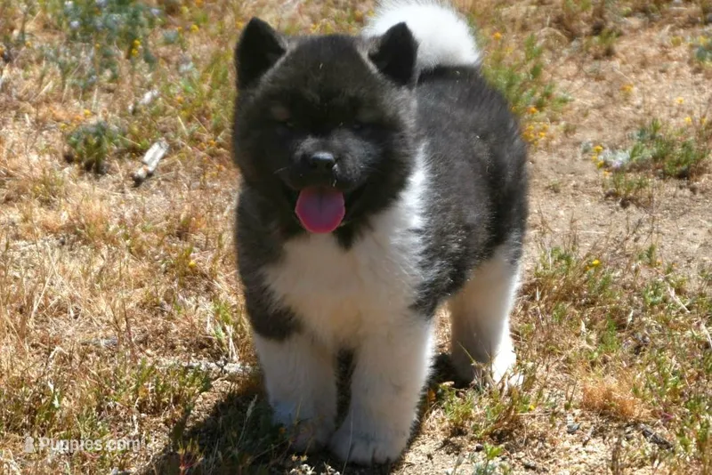 IHF1  – Akita puppy for sale in Anza, CA