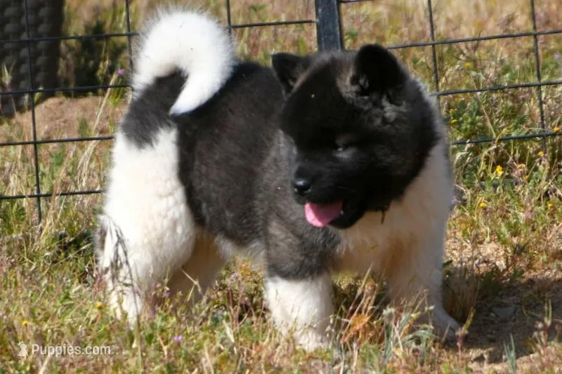 IHF1  – Akita puppy for sale in Anza, CA
