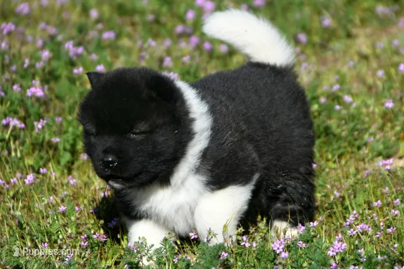 IHF1  – Akita puppy for sale in Anza, CA