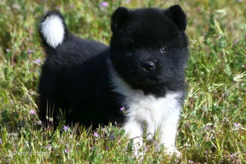 IHF1  – Akita puppy for sale in Anza, CA