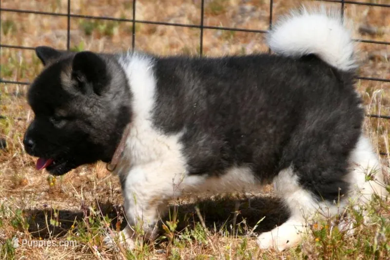 IHF1  – Akita puppy for sale in Anza, CA