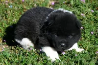 IHF1 , a female Akita for sale in Anza, CA – Photo 3 of 4