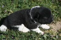 IHF1 , a female Akita for sale in Anza, CA – Photo 4 of 4