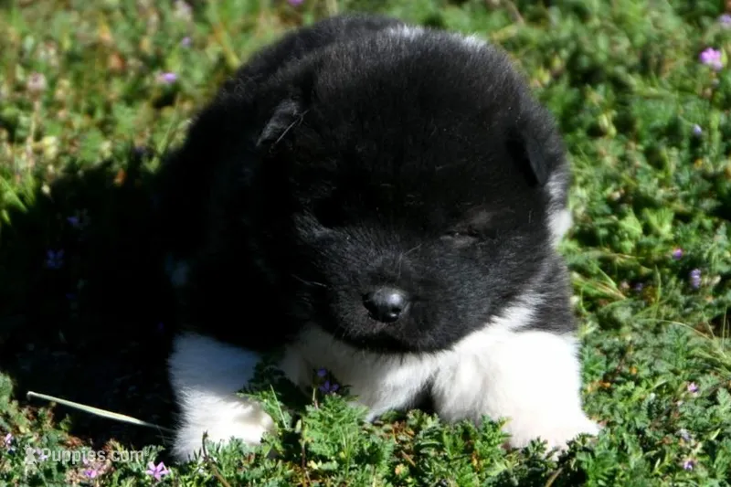 IHF1  – Akita puppy for sale in Anza, CA