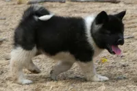 EOF0 HOLD, a female Akita for sale in Anza, CA – 6 of 10