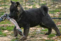 IKF6, a female Akita for sale in Anza, CA – Photo 3 of 10