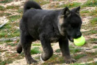 IKF6, a female Akita for sale in Anza, CA – Photo 5 of 10