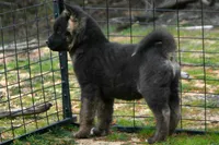 IKF6, a female Akita for sale in Anza, CA – Photo 6 of 10