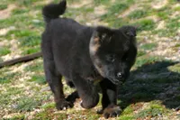 IKF6, a female Akita for sale in Anza, CA – Photo 10 of 10