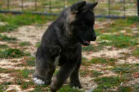 IKF6, a female Akita for sale in Anza, CA – Photo 9 of 10
