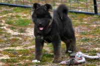 IKF6, a female Akita for sale in Anza, CA – Photo 2 of 10