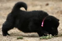 NTM1, a male Akita for sale in Anza, CA – 5 of 8