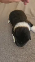 EOF0 HOLD, a female Akita for sale in Anza, CA – 4 of 10
