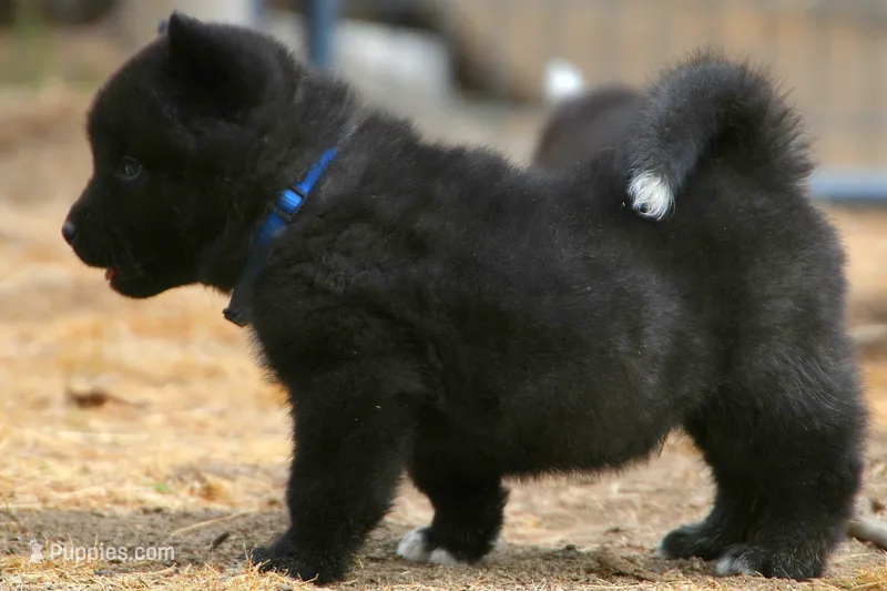 NTM1 HOLD – Akita puppy for sale in Anza, CA