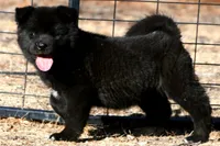 PKF1 , a female Akita for sale in Anza, CA – 2 of 10
