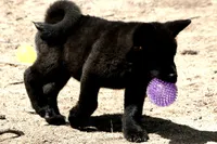 NTM1, a male Akita for sale in Anza, CA – 5 of 10